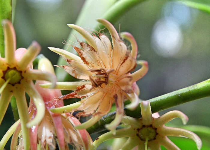 Australian Coastal Plants Rhizopheraceae